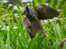 Moorhen – Kokoszka